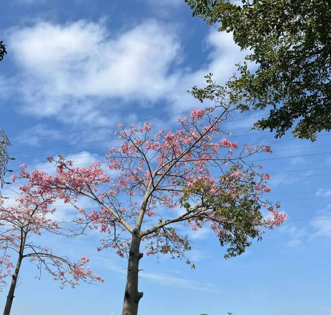 本周末，深(shēn)圳天气将反轉(zhuǎn)！